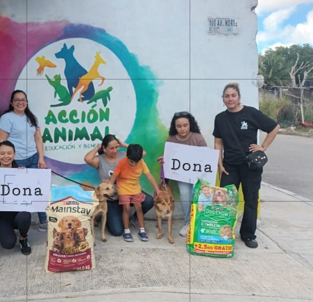 Acción Animal Playa del Carmen ha rescatado a más de 10 mil perros, gatos y otros animales víctimas de maltrato.