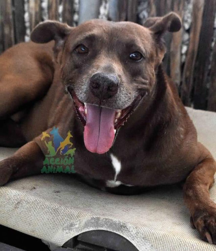 Acción Animal Playa del Carmen ha rescatado a más de 10 mil perros, gatos y otros animales víctimas de maltrato.