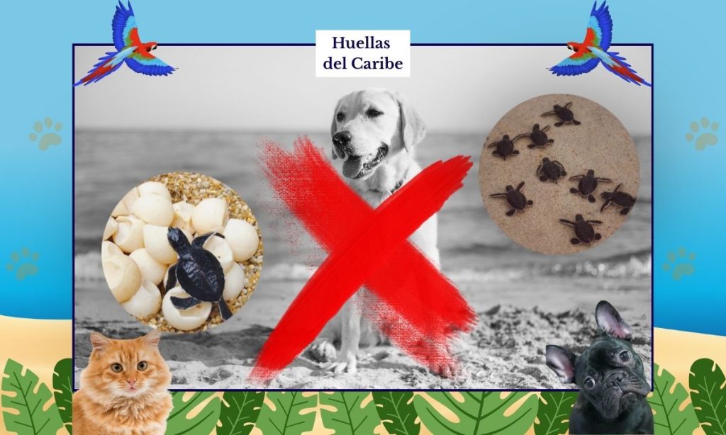 perros en playas donde anidan tortugas