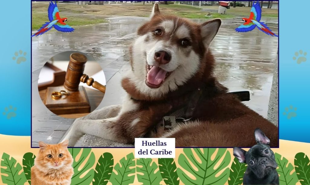 HDC Lucas Husky