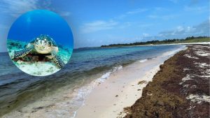 Tortugas marinas en riesgo: el Sargazo en Quintana Roo golpea el santuario de Xcacel-Xcacelito.