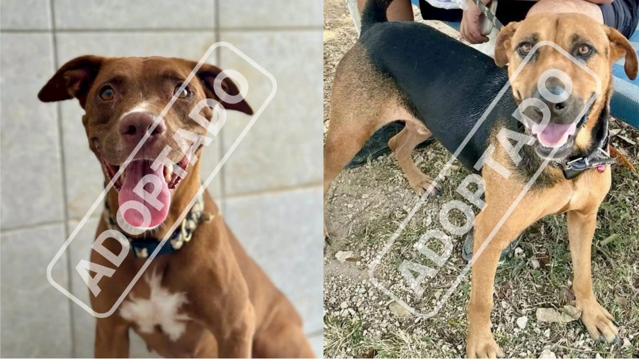 Caninos rescatados por CENCAAZ esperan hogar durante Adoptamanía en Playa del Carmen.