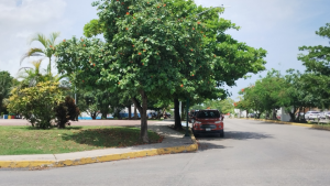 Así funciona Estacionamientos Verdes en Playa del Carmen, el proyecto para reubicar árboles de gran tamaño.