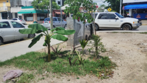 Planchas de cemento en Playa del Carmen: falta de árboles en zonas habitacionales.