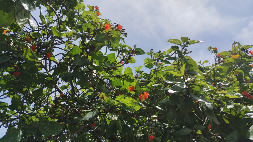 Así funciona Estacionamientos Verdes en Playa del Carmen, el proyecto para reubicar árboles de gran tamaño.
