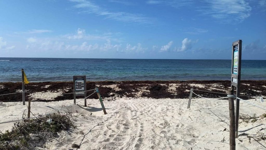 Tortugas marinas en riesgo: el Sargazo en Quintana Roo golpea el santuario de Xcacel-Xcacelito.