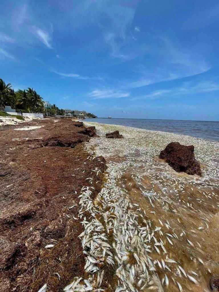 Tortugas marinas en riesgo: el Sargazo en Quintana Roo golpea el santuario de Xcacel-Xcacelito.