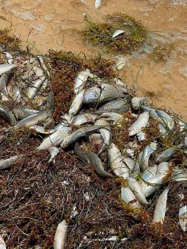 Tortugas marinas en riesgo: el Sargazo en Quintana Roo golpea el santuario de Xcacel-Xcacelito.