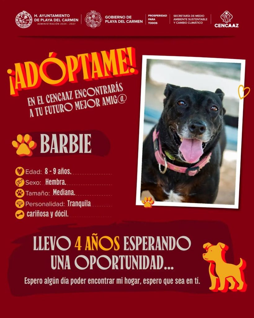 Caninos rescatados por CENCAAZ esperan hogar durante Adoptamanía en Playa del Carmen.