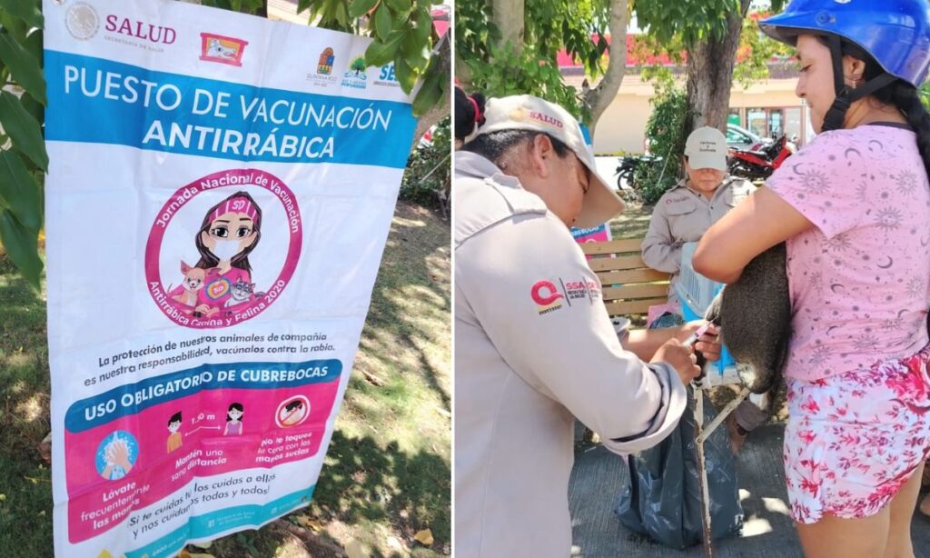 Jornada de vacunación antirrábica en Cozumel busca aplicar 50 mil dosis a perros y gatos
