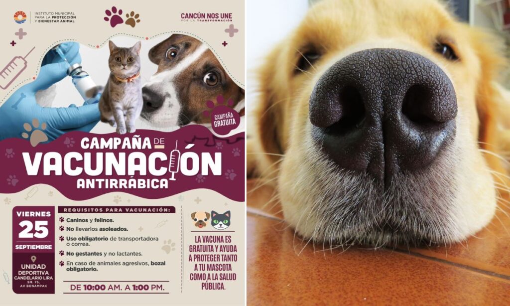 Ofrecerán vacunación antirrábica gratuita para perros y gatos en Cancún