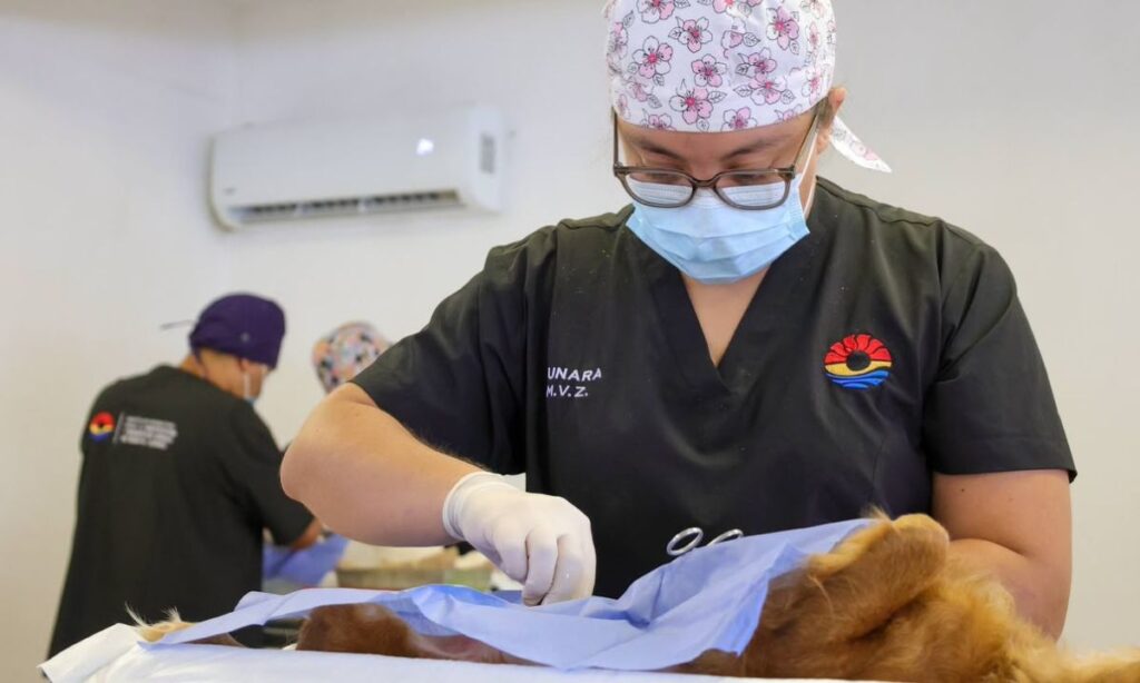 Realizan 150 esterilizaciones gratuitas de mascotas en Cancún (2)