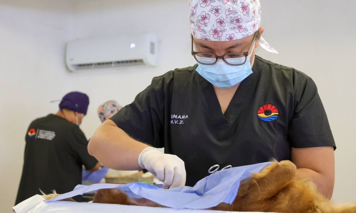 Realizan 150 esterilizaciones gratuitas de mascotas en Cancún (2)