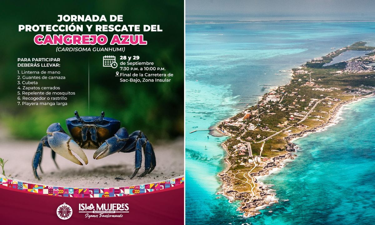 cangrejo azul en Isla Mujeres