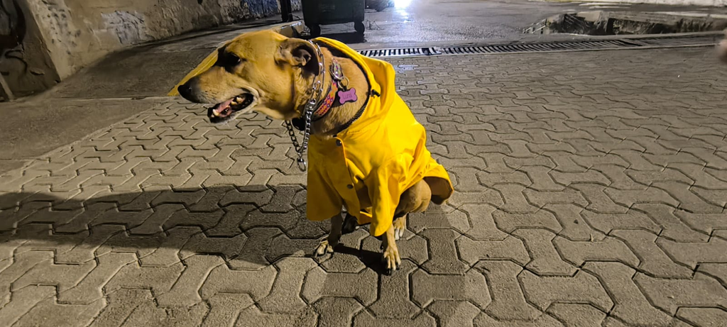 Lunabites es el negocio de botanas para perros creado por Vanessa Ortiz en honor a su perrita Luna.