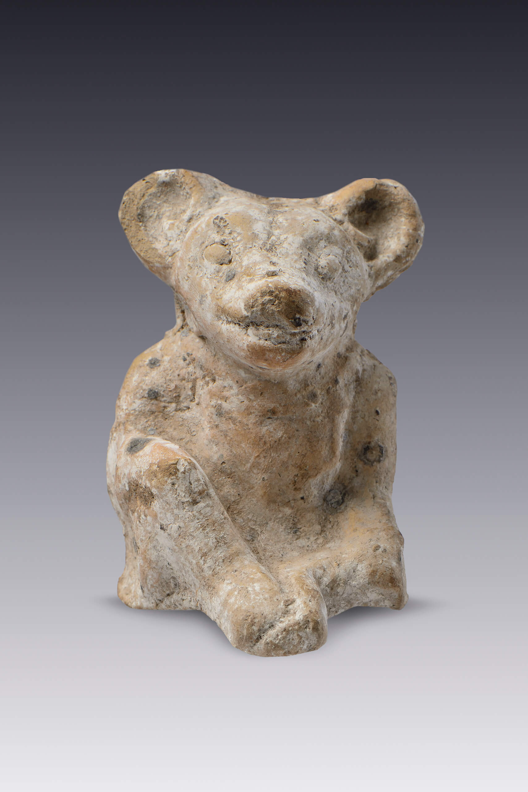 perros en Quintana Roo