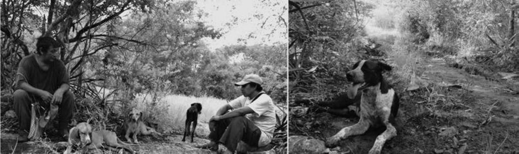 perros en Quintana Roo