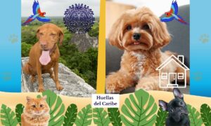 perros en Quintana Roo