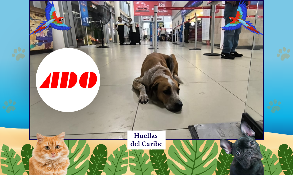 “Canelo”, el Hachiko chetumaleño, vigila la terminal del ADO en Chetumal