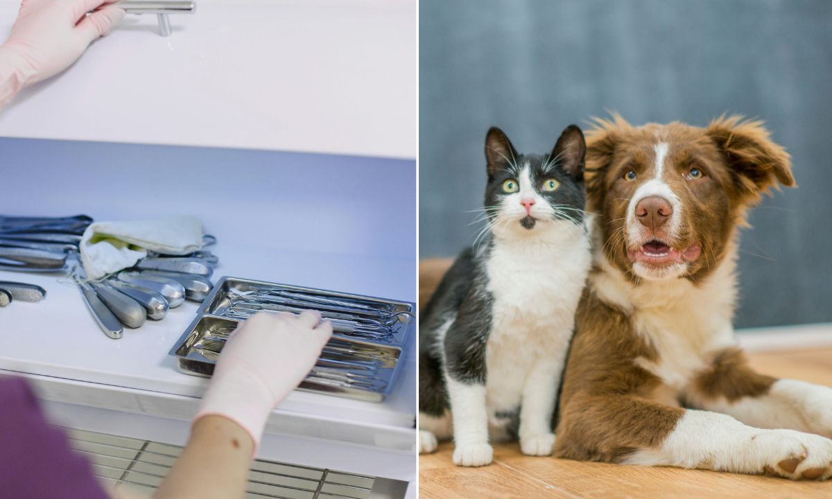 Esterilización gratuita en Villas del Sol