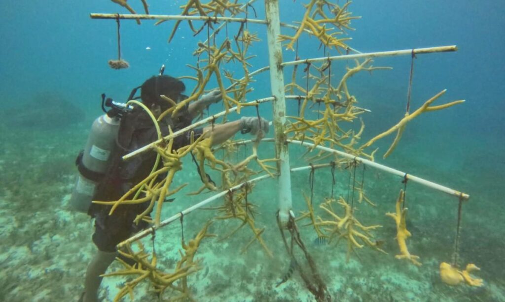 Fundación de Parques y Museos de Cozumel mantiene la restauración de corales en Chankanaab e invita a voluntariado (1)