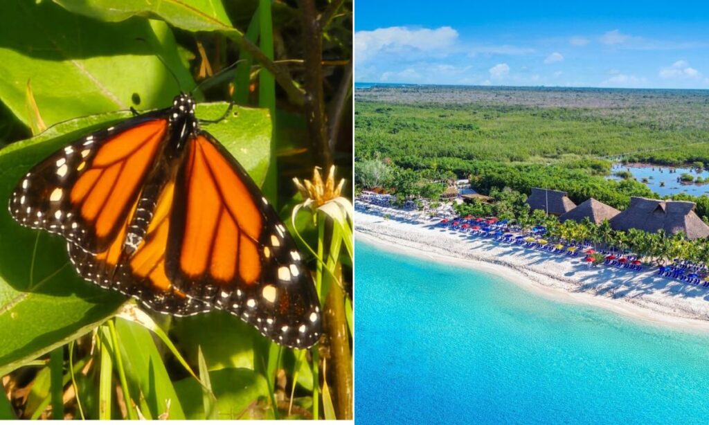 Mariposa monarca llega a Cozumel