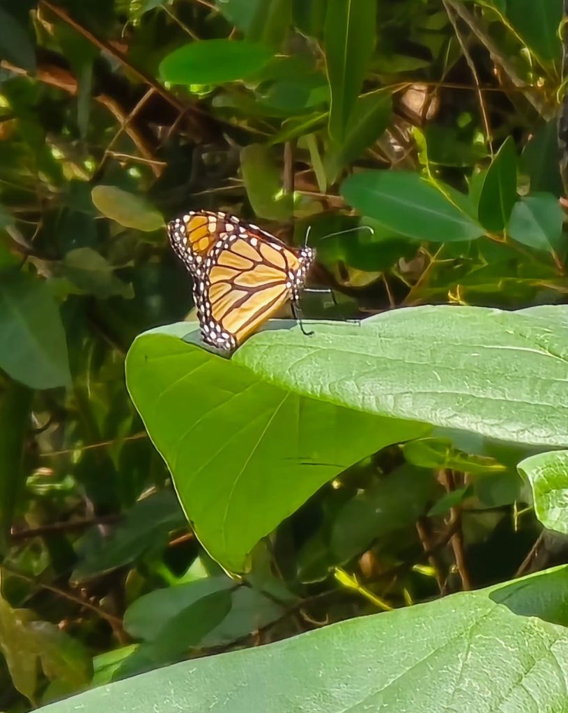 Mariposa monarca llega a Cozumel