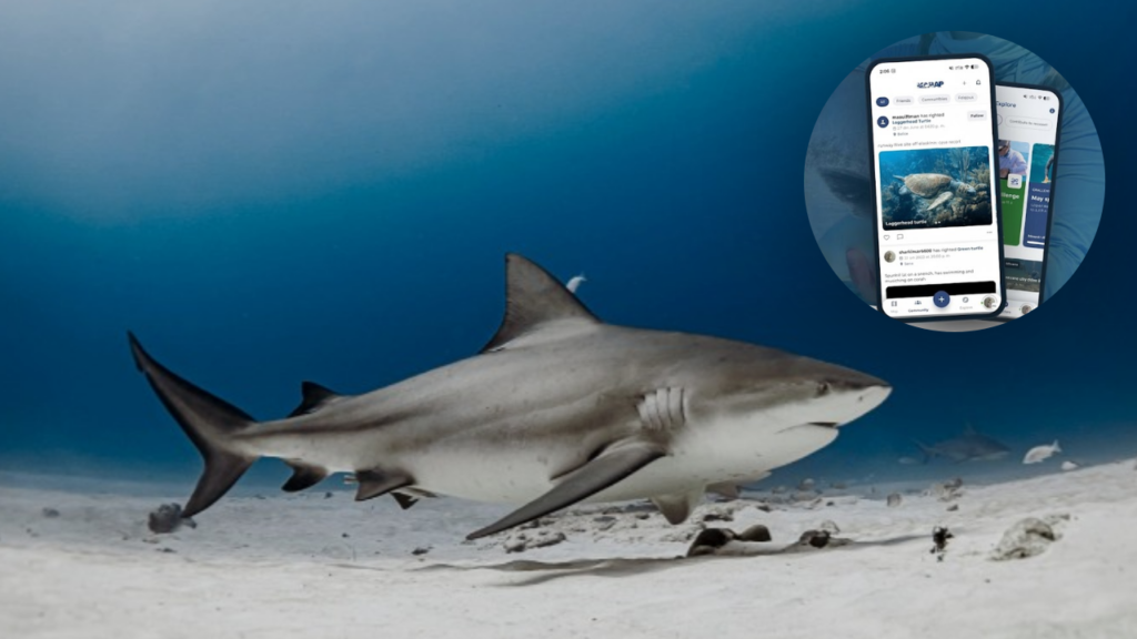 Marap permitirá a ciudadanos y turistas registrar avistamientos marinos en Playa del Carmen.