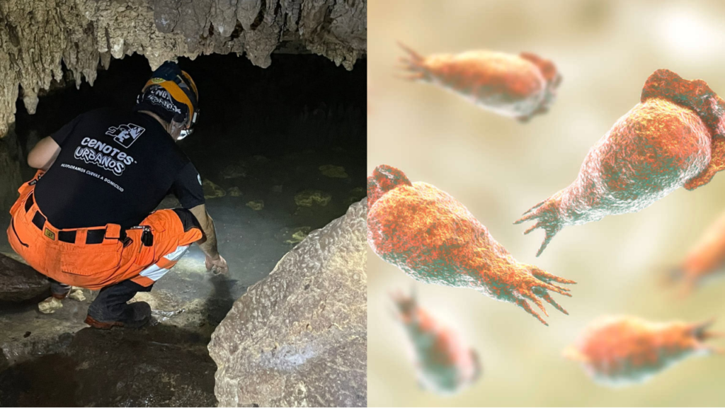 Expertos descartan riesgo de ameba comecerebros en cenotes de Playa del Carmen, pero alertan por contaminación fecal.