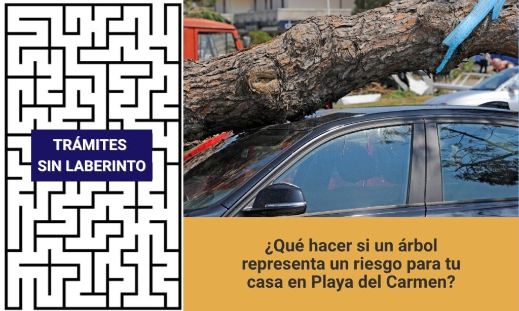 árbol representa un riesgo en Playa del Carmen