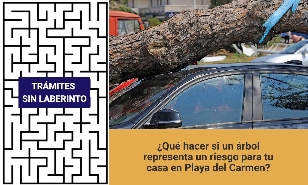 árbol representa un riesgo en Playa del Carmen
