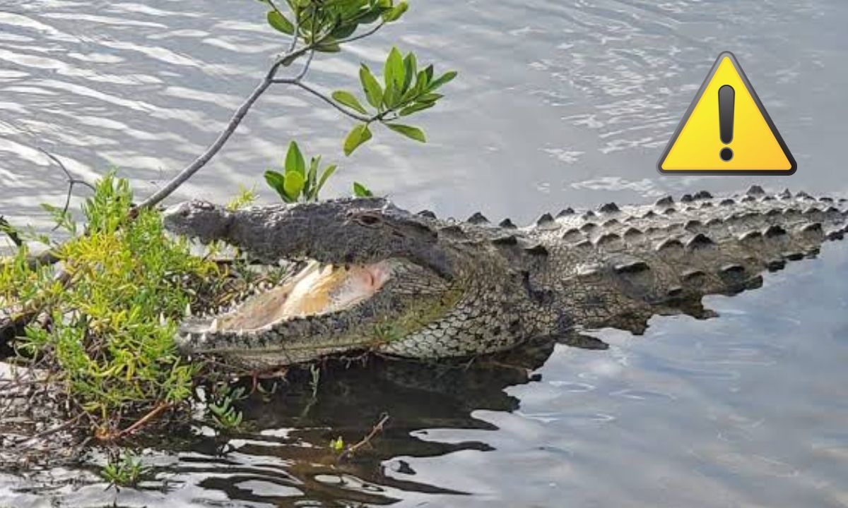 avistamientos de cocodrilos en Cozumel