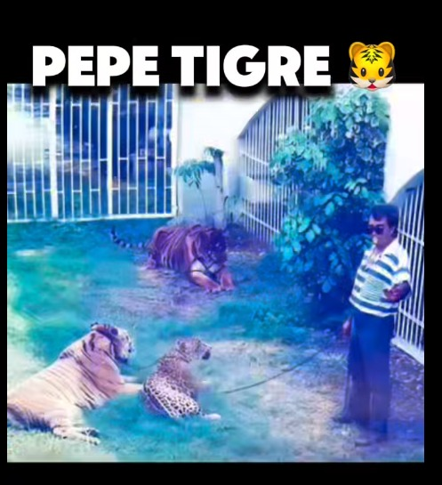Así fue como Pepe Tigre pierde su predio en la Zona Hotelera de Cancún.