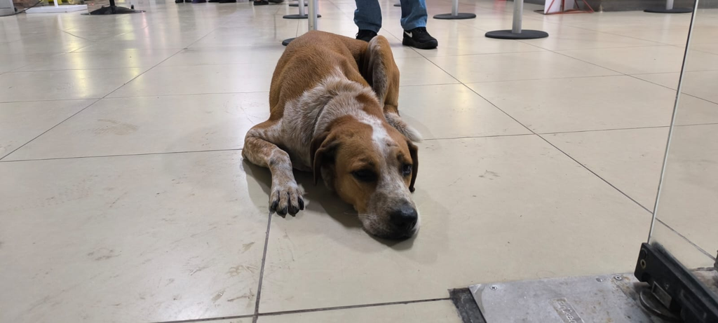“Canelo”, el Hachiko chetumaleño, vigila la terminal del ADO en Chetumal.