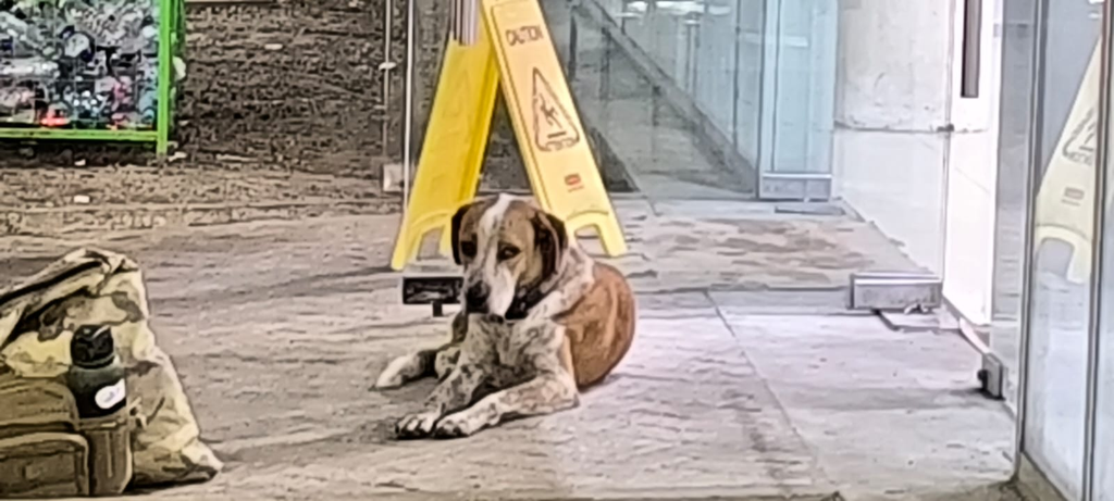 “Canelo”, el Hachiko chetumaleño, vigila la terminal del ADO en Chetumal.