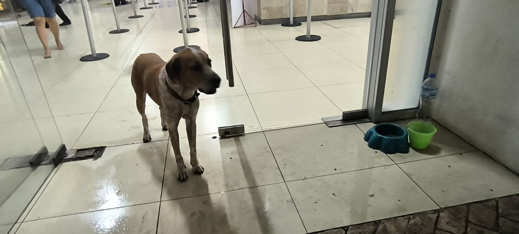 “Canelo”, el Hachiko chetumaleño, vigila la terminal del ADO en Chetumal.