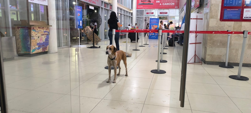 “Canelo”, el Hachiko chetumaleño, vigila la terminal del ADO en Chetumal.