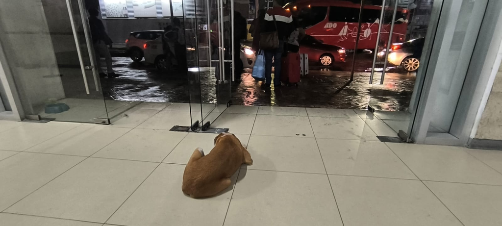 “Canelo”, el Hachiko chetumaleño, vigila la terminal del ADO en Chetumal.