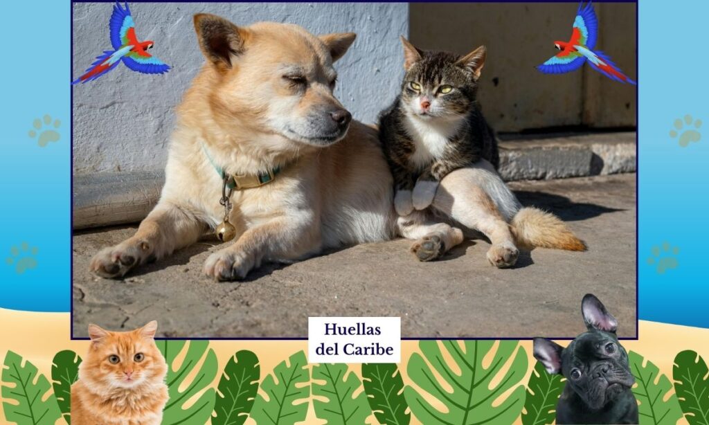 perro o gato vulnerable en Playa del Carmen